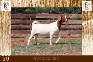 1X BOER GOAT STUD DOE Milamiek Boerbokstoet