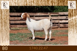 1X BOER GOAT STUD DOE Milamiek Boerbokstoet