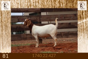 1X BOER GOAT STUD DOE Milamiek Boerbokstoet