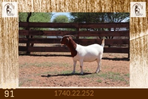 1X BOER GOAT FLOCK DOE Milamiek Boerbokstoet