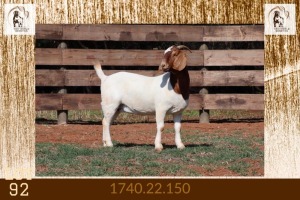 1X BOER GOAT STUD DOE Milamiek Boerbokstoet