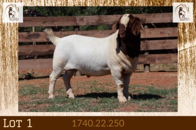 1X BOER GOAT STUD BUCK Milamiek Boerbokstoet