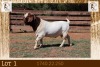 1X BOER GOAT STUD BUCK Milamiek Boerbokstoet - 2