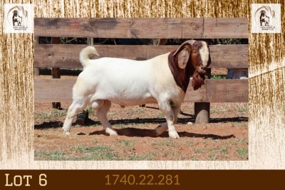 1X BOER GOAT STUD BUCK Milamiek Boerbokstoet