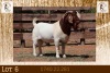 1X BOER GOAT STUD BUCK Milamiek Boerbokstoet - 2