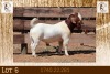 1X BOER GOAT STUD BUCK Milamiek Boerbokstoet - 3