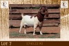 1X BOER GOAT FLOCK ON COLOUR & TEATS BUCK Milamiek Boerbokstoet