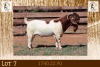 1X BOER GOAT FLOCK ON COLOUR & TEATS BUCK Milamiek Boerbokstoet - 3