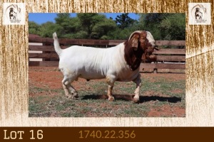 1X BOER GOAT FLOCK BUCK Milamiek Boerbokstoet