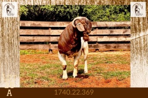 1X BOER GOAT FLOCK ON COLOUR & TEATS BUCK Milamiek Boerbokstoet