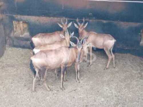 M: V/F: 3+2 T: 3+2 X Rooihartbeeste TWS (Per stuk om lot te neem/Per Piece to take lot)