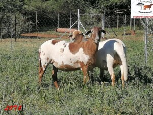 2X MEATMASTER EWE / MEATMASTER OOI DORINGVELD MEATMASTERS