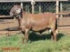 3X MEATMASTER EWE / MEATMASTER OOI DORINGVELD MEATMASTERS - 4