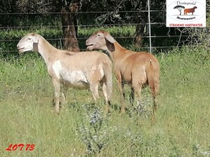 2X MEATMASTER EWE / MEATMASTER OOI DORINGVELD MEATMASTERS