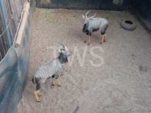 M: 2 T: 2 X Njala Rodtrade CC (Per stuk om lot te neem/Per Piece to take lot)