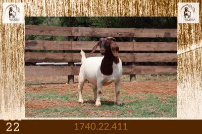 1X BOER GOAT STUD DOE Milamiek Boerbokstoet