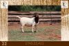 1X BOER GOAT STUD DOE Milamiek Boerbokstoet - 2