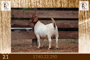 1X BOER GOAT FLOCK DOE Milamiek Boerbokstoet