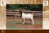 1X BOER GOAT FLOCK DOE Milamiek Boerbokstoet - 2