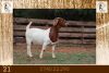 1X BOER GOAT FLOCK DOE Milamiek Boerbokstoet - 3