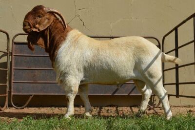 1X Boer Goat Flock Buck Dome Africa Boer Goad Stud