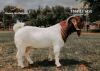 1X Boer Goat Flock Buck Passano Boerbokstoet