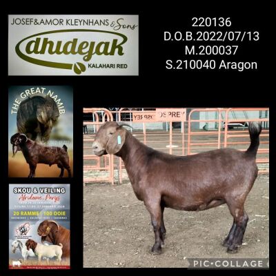 1X Kalahari Red Stud Doe Dhidejak Kalahari Reds