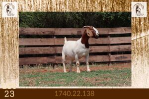 1X BOER GOAT FLOCK ON TEATS DOE Milamiek Boerbokstoet