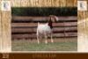 1X BOER GOAT FLOCK ON TEATS DOE Milamiek Boerbokstoet