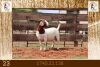 1X BOER GOAT FLOCK ON TEATS DOE Milamiek Boerbokstoet - 2