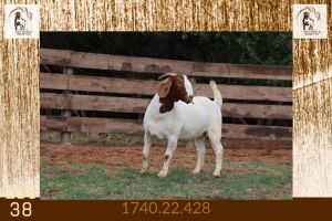 1X BOER GOAT STUD DOE Milamiek Boerbokstoet