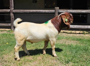 1X Boer Goat Flock Buck Ruan Mans Boer Goat Stud 1584