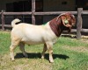 1X Boer Goat Flock Buck Ruan Mans Boer Goat Stud 1584 - 2