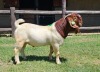 1X Boer Goat Flock Buck Ruan Mans Boer Goat Stud 1584 - 3