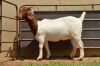 1X Boer Goat Flock Doe Dome Africa Boer Goad Stud