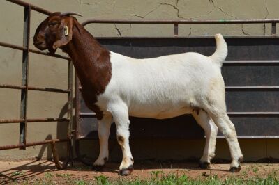 1X Boer Goat PREGNANT Flock Doe Dome Africa Boer Goad Stud