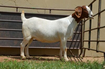 1X Boer Goat Flock Doe Dome Africa Boer Goad Stud