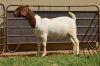 1X Boer Goat Flock Doe Dome Africa Boer Goad Stud