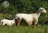 1+1X MEATMASTER EWE / MEATMASTER OOI ZABO BOERDERY - 5