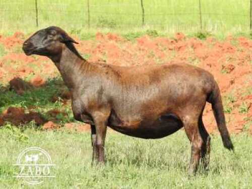 1X MEATMASTER EWE / MEATMASTER OOI ZABO BOERDERY