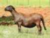 1X MEATMASTER EWE / MEATMASTER OOI ZABO BOERDERY