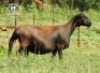 1X MEATMASTER EWE / MEATMASTER OOI ZABO BOERDERY - 2