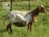 1X MEATMASTER EWE / MEATMASTER OOI ZABO BOERDERY - 2