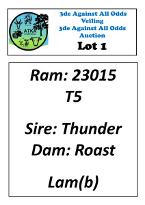 LOT 1 1X DORPER T5 RAM ATKA STOET/STUD