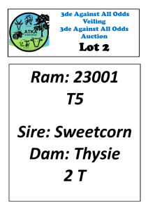 LOT 2 1X DORPER T5 RAM ATKA STOET/STUD