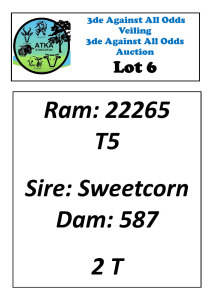 LOT 6 1X DORPER T5 RAM ATKA STOET/STUD