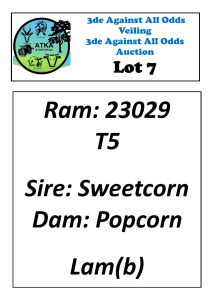 LOT 7 1X DORPER T5 RAM ATKA STOET/STUD