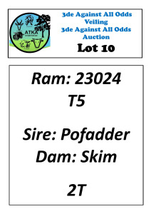 LOT 10 1X WHITE DORPER T5 RAM ATKA STOET/STUD