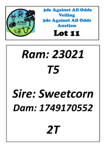 LOT 11 1X DORPER T5 RAM ATKA STOET/STUD