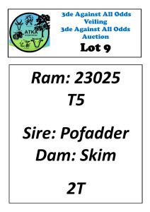 LOT 9 1X WHITE DORPER T5 RAM ATKA STOET/STUD